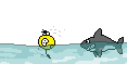 sharkattack